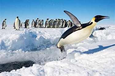 Close-up of Penguin